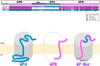 Exploring the Potential Roles of Band 3 and Aquaporin-1 in Blood CO2 Transport–Inspired by Comparative Studies of Glycophorin B-A-B Hybrid Protein GP.Mur